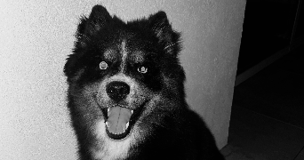 elisa pet sitter à MONTPELLIER 34070_3