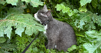 laly pet sitter à MONTPELLIER 34000_1