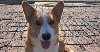 hélène pet sitter à ST SATURNIN LES APT 84490_5