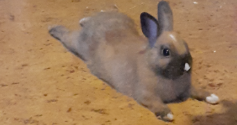 aude pet sitter à VILLENEUVE D ASCQ 59650_0