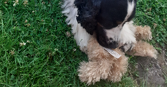 marie pet sitter à LE TUZAN 33125_1