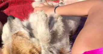 juana pet sitter à CHAMONIX MONT BLANC 74400_3