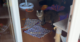 emily pet sitter à MERVILLE 31330_6