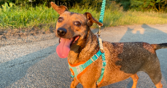 liz pet sitter à PLOUASNE 22830_2