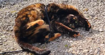 audrey pet sitter à DESVRES 62240