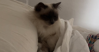 ugo pet sitter à AMIENS 80000_2