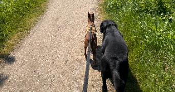 emeraude pet sitter à LA ROCHELLE 17000_10