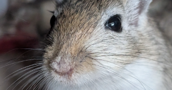 lise pet sitter à ST NICOLAS DE PORT 54210_1