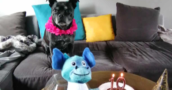 emilie pet sitter à EPINAL 88000_2