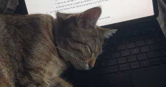 sofia pet sitter à NOYAL CHATILLON SUR SEICHE 35230_4