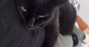 sandra pet sitter à VARANGEVILLE 54110_2