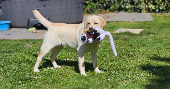 marlene pet sitter à AUNEAU BLEURY ST SYMPHORIEN 28700_28