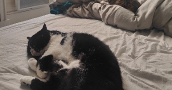 emeline pet sitter à VIENNE 38200_0