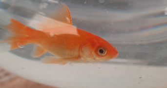 corinne pet sitter à MARMANDE 47200_1