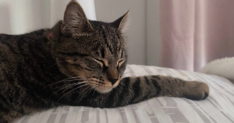 mélanie pet sitter à L HAY LES ROSES 94240_2