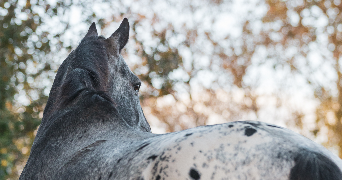 sarah pet sitter à LOYAT 56800_3