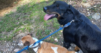 baptiste pet sitter à ANNECY 74960_1