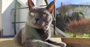 gwendoline pet sitter à Val de la Haye 76380_1