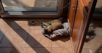 myriam pet sitter à INGLANGE 57970_2