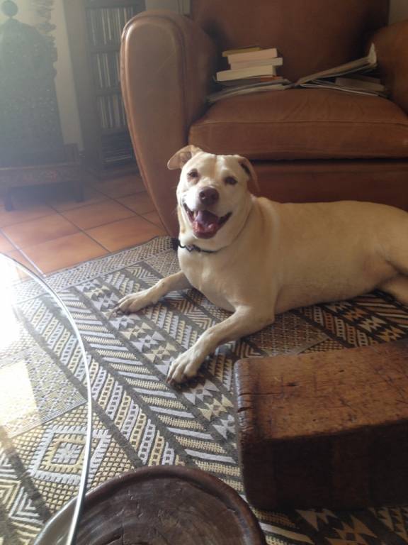 auriane pet sitter à BOULOGNE BILLANCOURT 92100_1