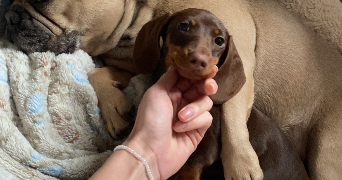 fanny pet sitter à PLONEOUR LANVERN 29720_3