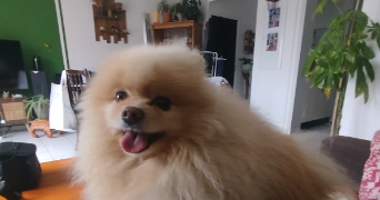 manon pet sitter à MONTPELLIER 34080_6