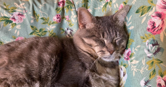 satine pet sitter à Montpellier 34000_8