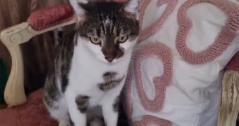 marine pet sitter à NOGENT SUR MARNE 94130_1