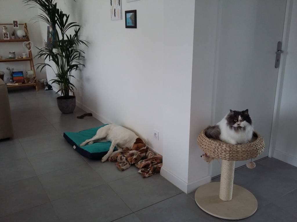 Fanny pet sitter à Vanne 70130