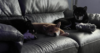 emmy dog sitter à ISSY LES MOULINEAUX 92130_12