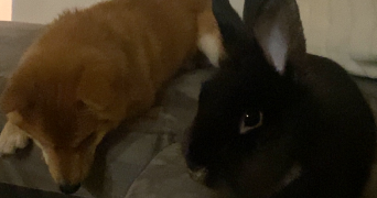 lola pet sitter à VESOUL 70000_3