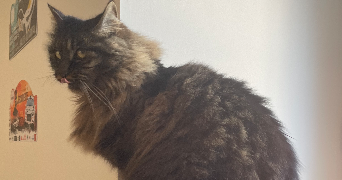 amelie pet sitter à PERPIGNAN 66000_3