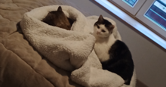 laetitia pet sitter à BOULAY MOSELLE 57220_1