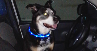 gisele dog sitter à GENTE 16130_9