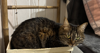 camille pet sitter à FENEU 49460_1