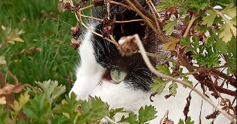 flora pet sitter à ORVAULT 44700_3
