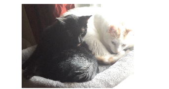 nathalie pet sitter à NANTERRE 92000_3