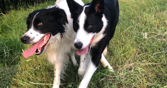 elodie pet sitter à BILLOM 63160_5