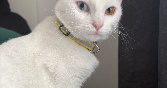 hasna pet sitter à ST FONS 69190_1