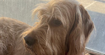 cinthia pet sitter à FAVERGES SEYTHENEX 74210_0