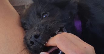 garance pet sitter à LIMOGES 87000_1