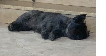 sarah pet sitter à MONTGEROULT 95650_2