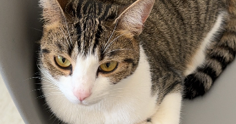 khadija pet sitter à COURBEVOIE 92400_0