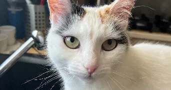 lola  pet sitter à AMBARES ET LAGRAVE 33440