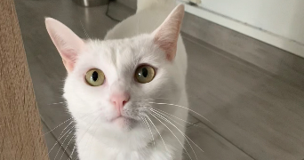 lola pet sitter à Beaucouzé 49070_2