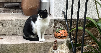 denilson pet sitter à PARIS 01 75001_2
