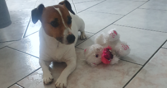 severine pet sitter à GEISPOLSHEIM 67118_6