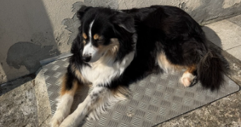 justine pet sitter à CHAMBOURCY 78240_4