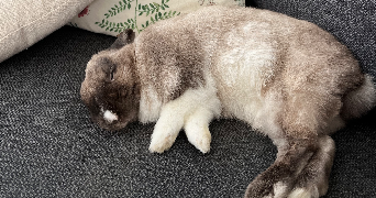 hortense pet sitter à RENNES 35000_2