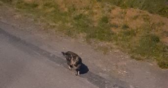 sophie pet sitter à TRAPPES 78190_0